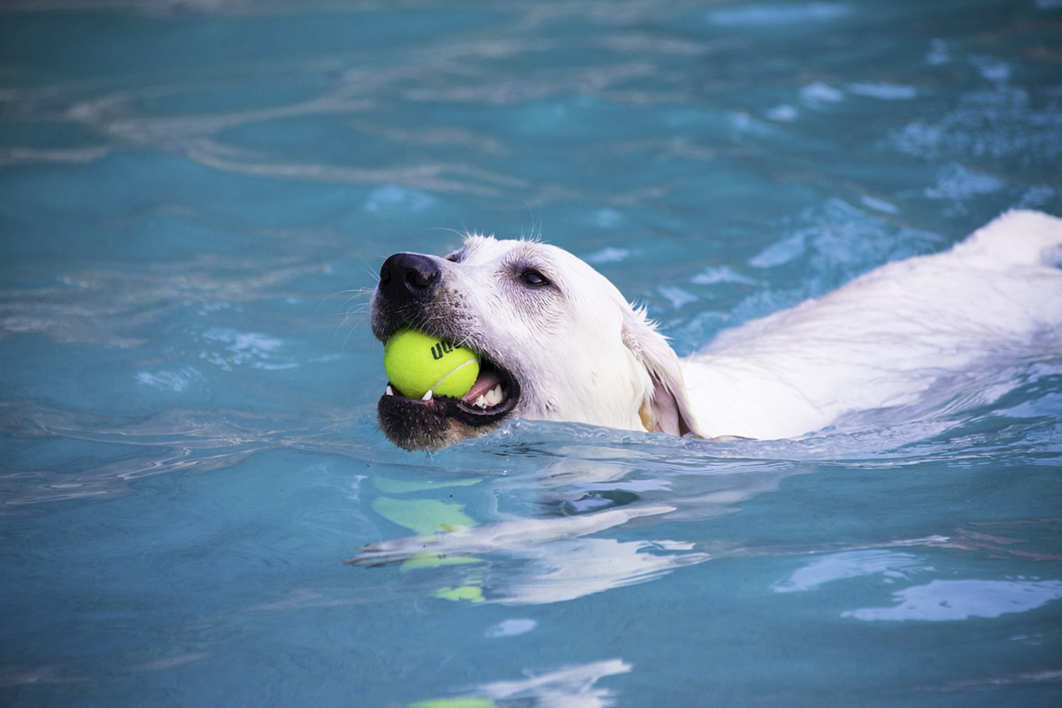 labrador swimming